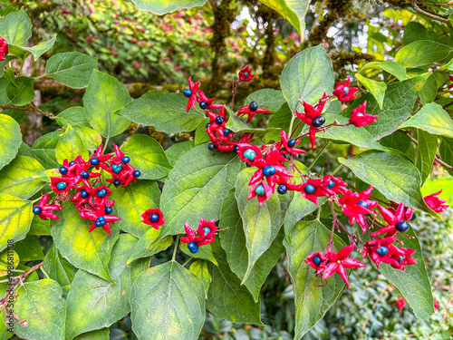 Harlequin Glorybower in Full Display