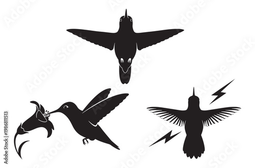 Hummingbird silhouette collection featuring small avian species drinking from flower and hovering in flight motion set isolated on transparent background for garden nature art design