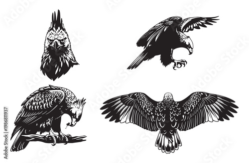 Majestic eagle in flight, perched on a branch, and close up head portrait silhouette vector collection