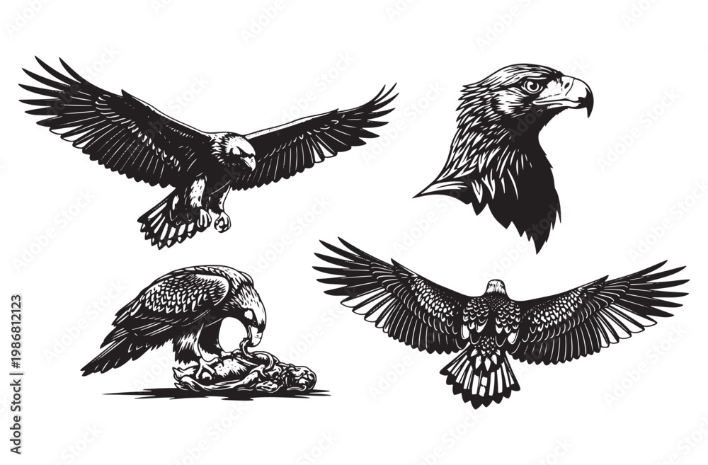 Obraz premium Powerful black silhouette set of bald eagles in flight and close-up portrait displaying majestic wings spread hunting prey and regal head profile for freedom symbols