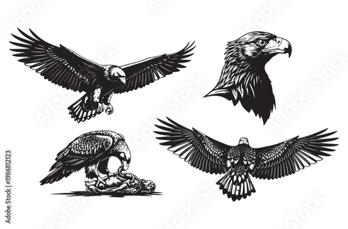 Powerful black silhouette set of bald eagles in flight and close-up portrait displaying majestic wings spread hunting prey and regal head profile for freedom symbols