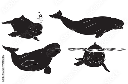 Set of beluga whale silhouettes in different perspectives including front view and side view swimming through water with bubble accents for professional oceanographic vector design