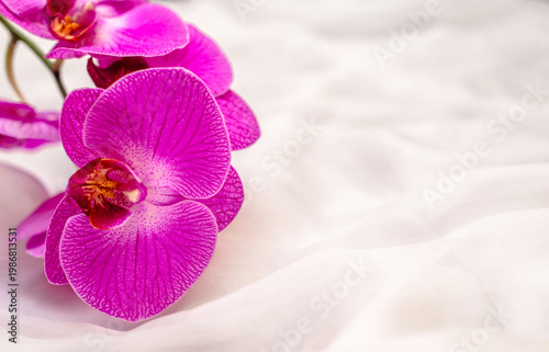 Wallpaper Mural The branch of purple orchids on white fabric background
 Torontodigital.ca