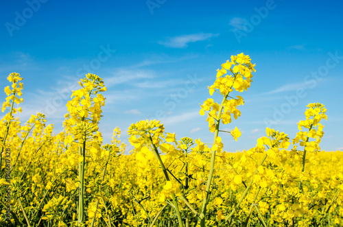 Fabulous spring landscape with flowers of rape middle of the field on the background of blue sky.