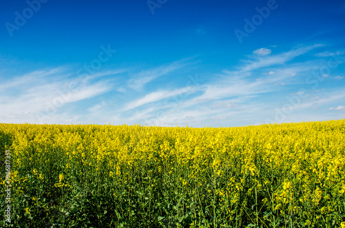 Big cloud on blue sky over yellow rape field (war in Ukraine, Ukraine flag - the concept)
