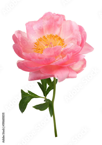 Beautiful coral peony flower isolated on white or transparent background.