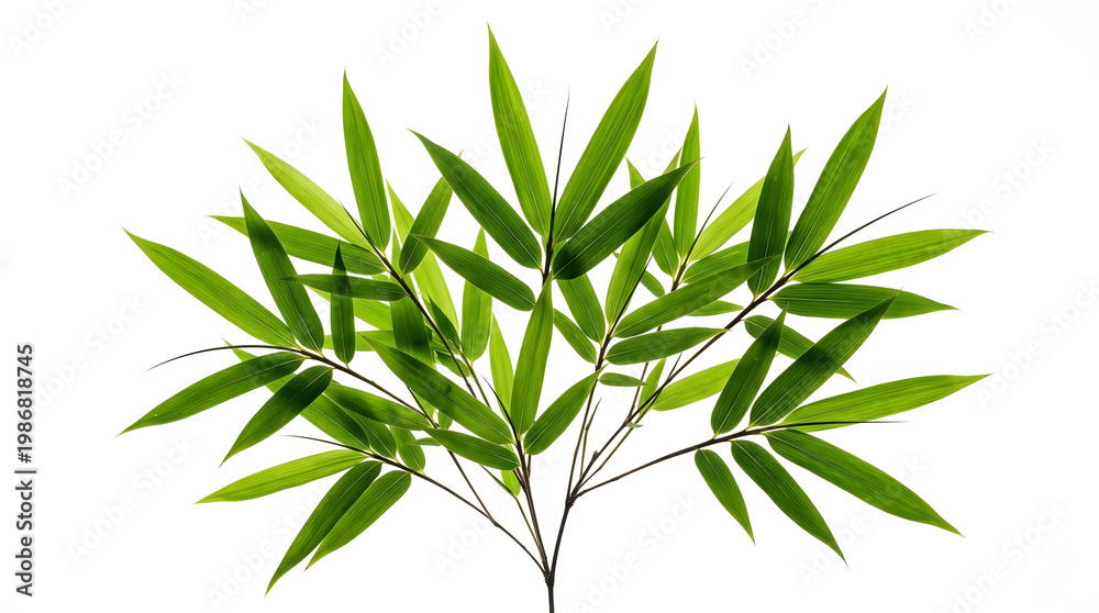 Fototapeta premium Fresh vibrant green bamboo leaves spread elegantly on a pure white background, showing delicate stems and pointed leaf details.
