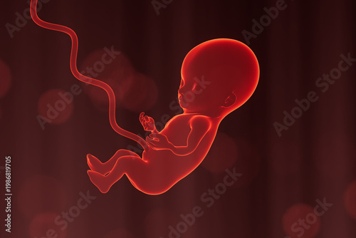 Visual representation of a developing fetus in the womb during early stages of pregnancy with umbilical cord attached