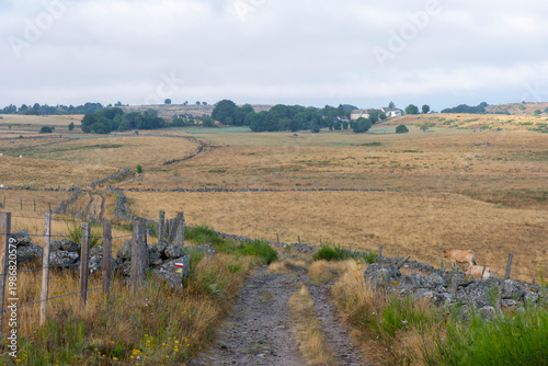 GR65 pilgrim trail crossing the Aubrac plateau, yellowed grass and dramatic cloudy sky, France
