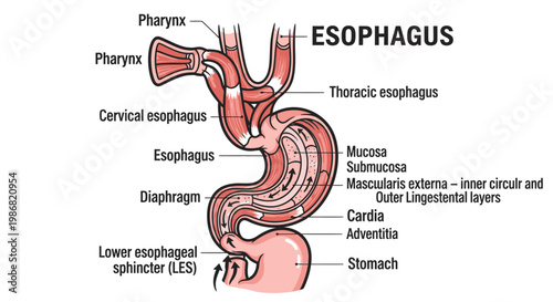 Anatomy of the human esophagus organ.