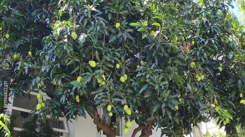Domestic food growing and fruit gardening. Large mango tree with ripe harvest. Mature plant produces many tropical fruits in private yard, support healthy lifestyle. Domestic food growing.