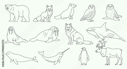Collection of Arctic marine animals illustrations.