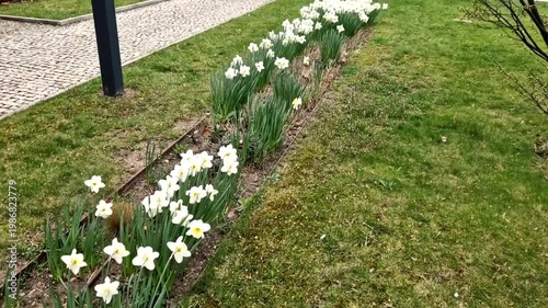 lovely white flowers lining the path are Daffodils specifically  variety of white Narcissus. They are classic heralds of spring