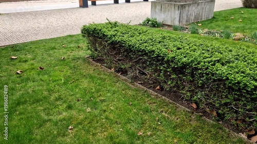 ievergreen shrub from honeysuckle family, growing to height of 1 meter. It comes from China and is also grown in as an ornamental tree, in flowerbed as a pruned cover, low