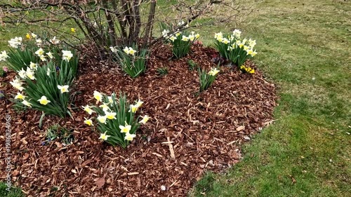 lovely white flowers lining the path are Daffodils specifically  variety of white Narcissus. They are classic heralds of spring