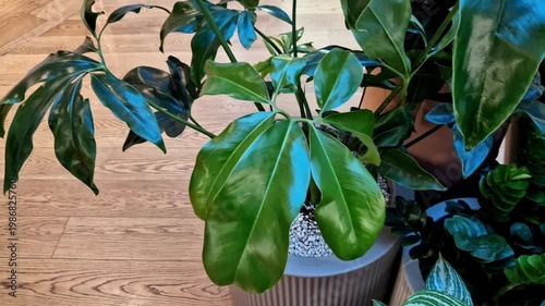 An exotic species that exhibits remarkable leaf development as the plant matures. Over time, the petiole takes on the shape of a ring, which grows in size and number of leaves, reaching impressive pro