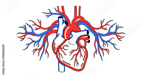 Human Heart Anatomy Medical Illustration.