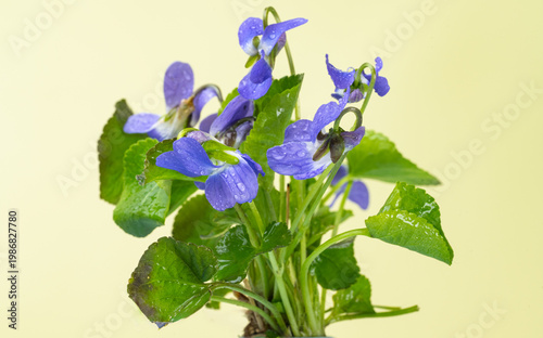 bouquet of spring violets