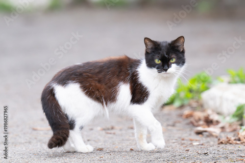  photo of a cat outside