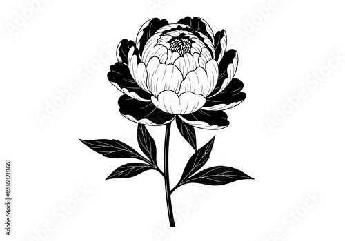 Black and White Peony Flower Illustration - Hand Drawn Botanical Line Art Sketch for Tattoo Design and Wedding Invitation - Isolated on White Background