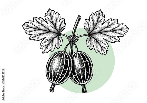 Vintage Botanical Illustration of Gooseberries with Leaves: Hand-Drawn Engraving Style Fruit Sketch Isolated on White Background