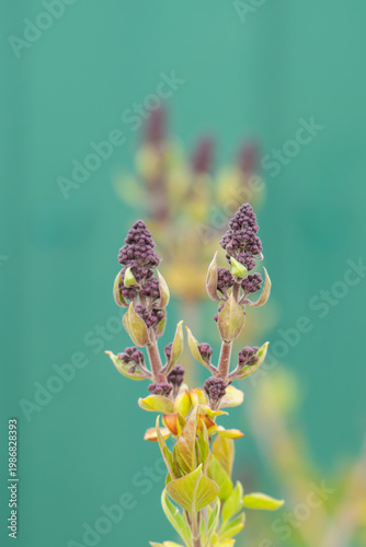 A photo of lilac branches