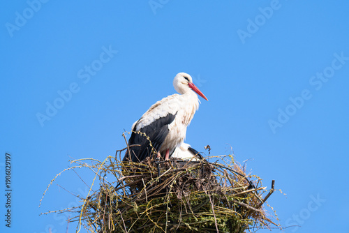  photo of storks in a nest in spring