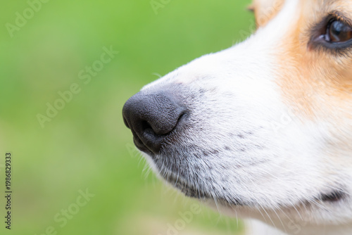  photo of a corgi's black nose