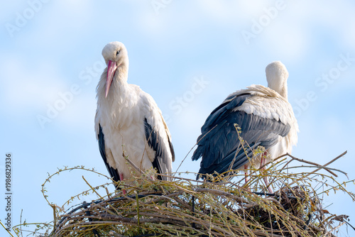  photo of storks in a nest in spring