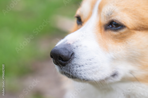  photo of a corgi's black nose