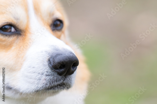  photo of a corgi's black nose