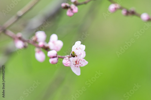  photo of a branch with cherry blossoms in spring