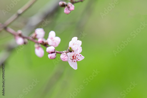  photo of a branch with cherry blossoms in spring