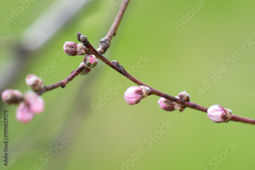  photo of a branch with cherry blossoms in spring
