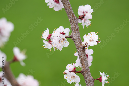  photo of a branch with cherry blossoms in spring
