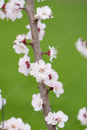  photo of a branch with cherry blossoms in spring
