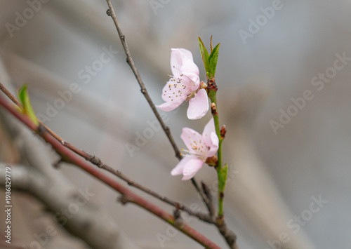  photo of a branch with cherry blossoms in spring