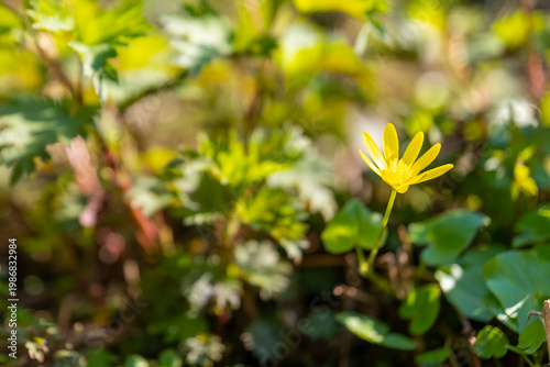 Bright yellow wildflower blooms amidst lush green foliage in a serene spring garden scene capturing nature's beauty and tranquility
