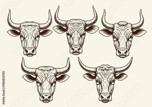 Vintage Bull Head Illustration Set - Engraved Style Cattle and Ox Portraits for Rustic Branding and Ranch Design