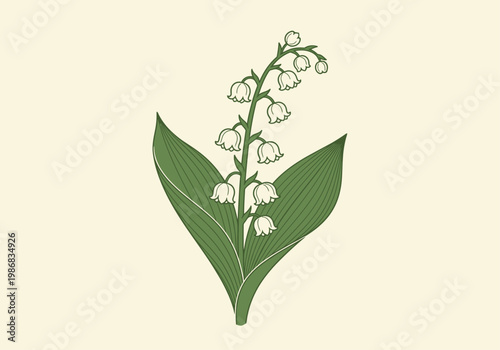Vintage Style Lily of the Valley Botanical Illustration, Elegant Floral Graphic with Bell Flowers and Green Leaves on Cream Background