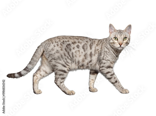 Fotografie A beautiful silver Egyptian Mau cat with distinctive spotted fur captured in a realistic studio photograph