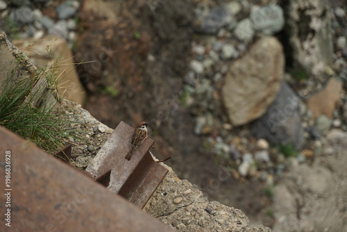 A small sparrow hides from people by sitting under a bridge