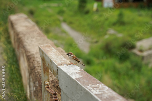 A small sparrow sits on a metal piril, a brave bird
