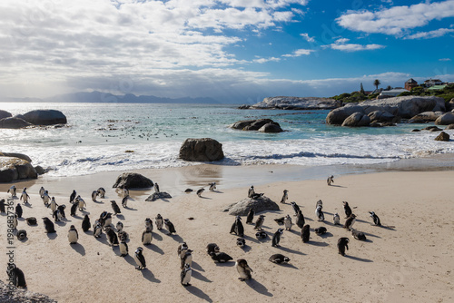 Boulders beach near Cape Town where a small colony of the African penguins, which is an severe endangered species. South Africa is trying with an extensive programme to conserve these penguins, with d