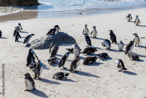 Boulders beach near Cape Town where a small colony of the African penguins, which is an severe endangered species. South Africa is trying with an extensive programme to conserve these penguins, with d