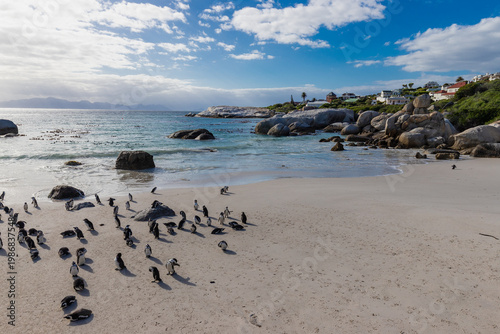 Boulders beach near Cape Town where a small colony of the African penguins, which is an severe endangered species. South Africa is trying with an extensive programme to conserve these penguins, with d