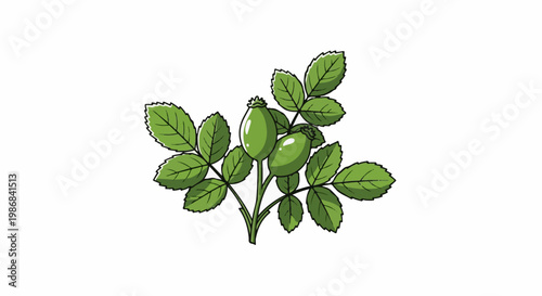 Green rosehips and leaves on a white background