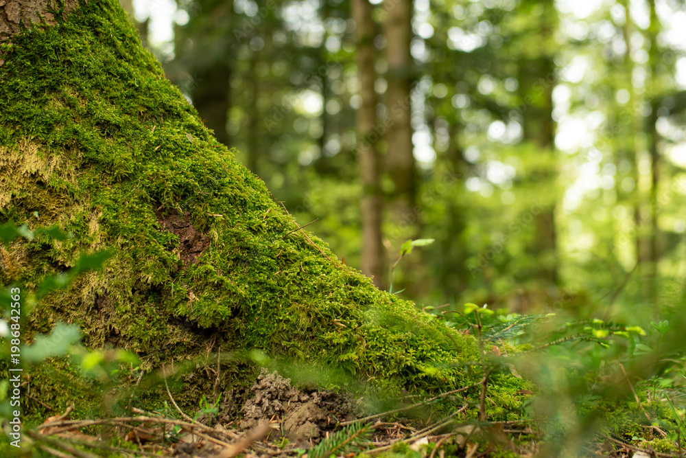 Obraz premium A ground level view of thick green moss growing on the bark of a tree base with a blurred woodland background in spring