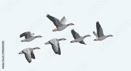 Five grey geese flying in formation against a light blue sky
