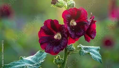 Deep red flowers glow